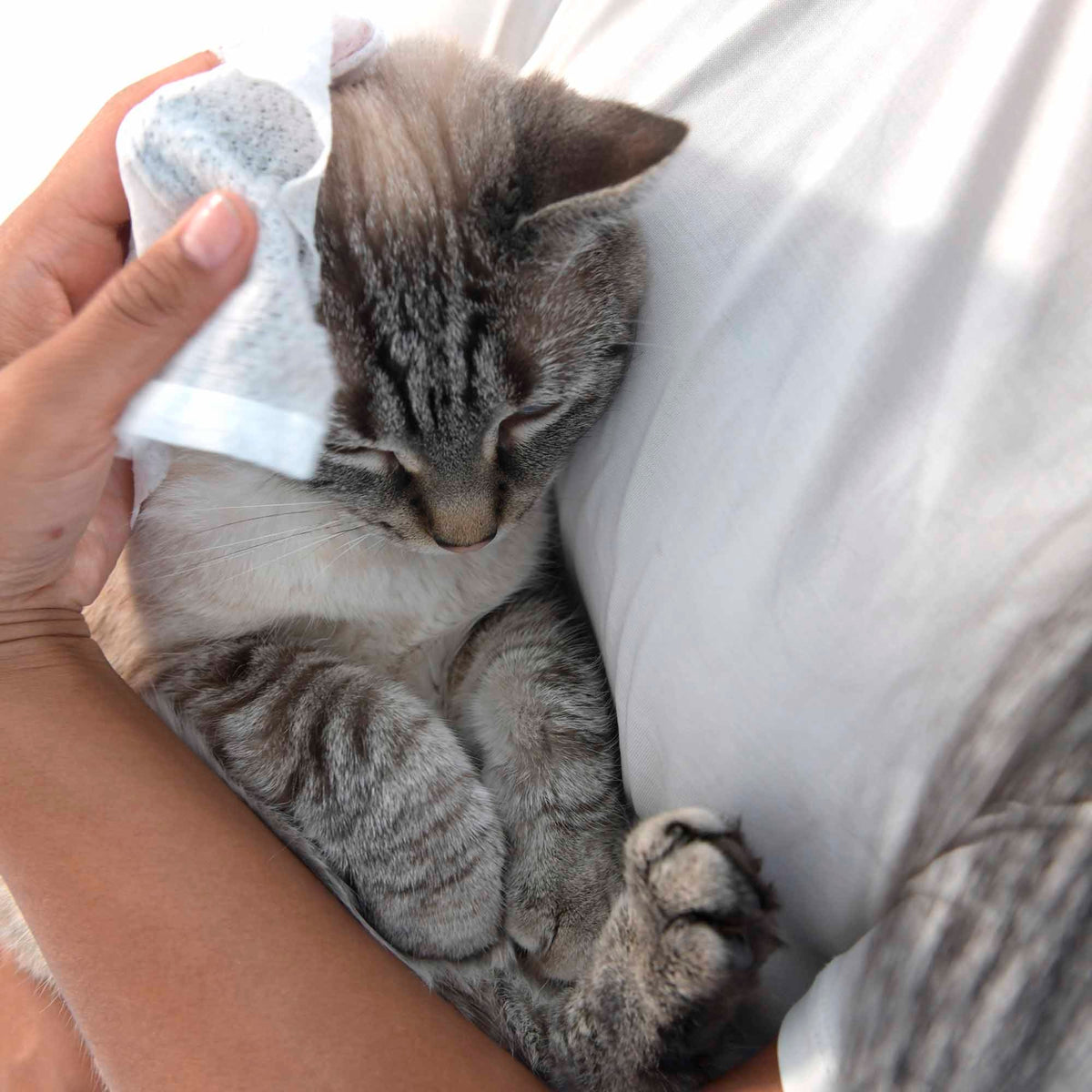 Cat with Furry Friends wtlmory 81160_en?